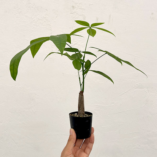 観葉植物 パキラ 実生仕立てのパキラ 2号ポットの詳細画像4