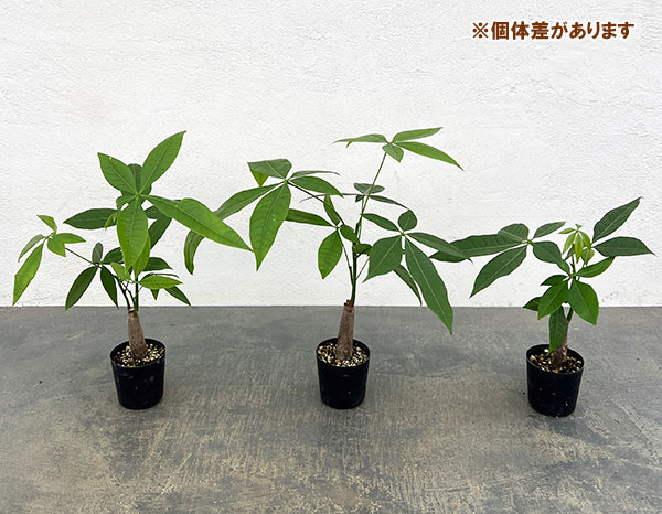 観葉植物 パキラ 実生仕立てのパキラ 2号ポットの詳細画像5