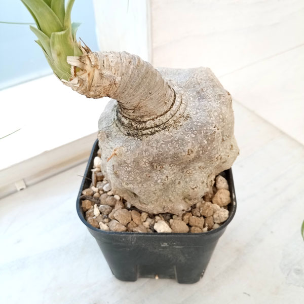 観葉植物 トックリラン じっくり育てたトックリ...の詳細画像3