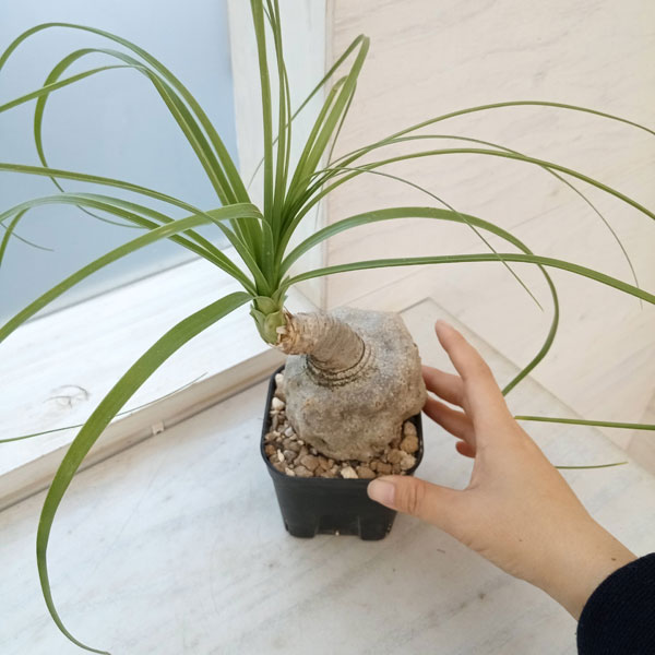 観葉植物 トックリラン じっくり育てたトックリ...の詳細画像4