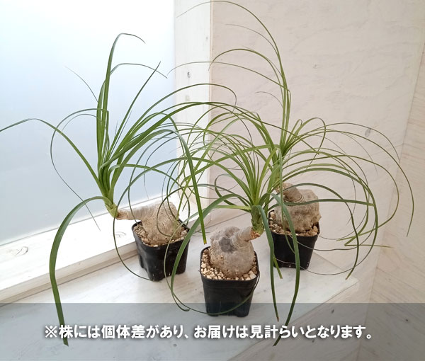 観葉植物 トックリラン じっくり育てたトックリ...の詳細画像5
