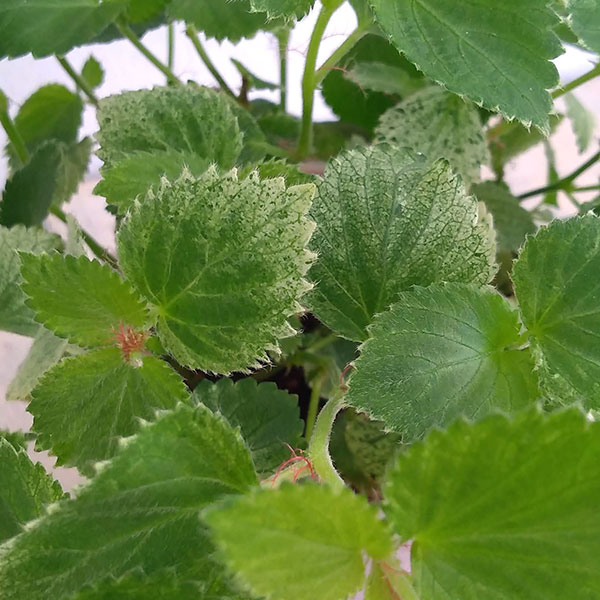 草花の苗 アカリファ キャッツテール(斑入り)...の詳細画像2