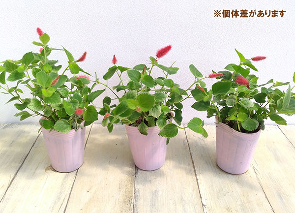 草花の苗 アカリファ キャッツテール(斑入り)...の詳細画像5