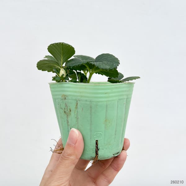 野菜の苗 イチゴ(一季なり) レッドパール3号ポットの詳細画像1