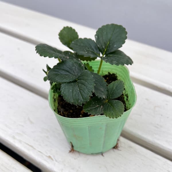 野菜の苗 イチゴ(一季なり) レッドパール3号ポットの詳細画像2