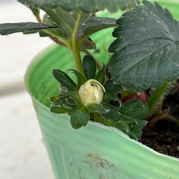 野菜の苗 イチゴ(一季なり) レッドパール3号ポットの詳細画像3