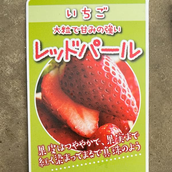 野菜の苗 イチゴ(一季なり) レッドパール3号ポットの詳細画像5