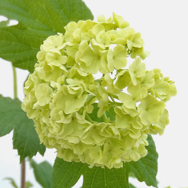 花木 庭木の苗 ビバーナム スノーボール7号ポット樹高1m : 園芸ネット
