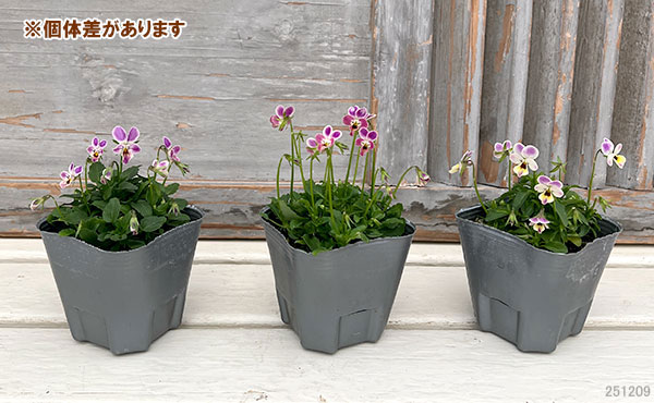 草花の苗 26年12月上中旬予約 春待ちビオラ...の詳細画像1