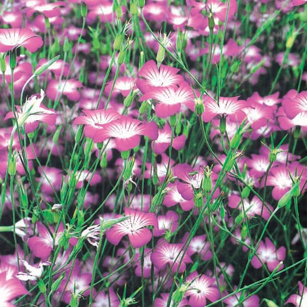 草花の苗 26年10月中下旬予約 アグロステン...の詳細画像3
