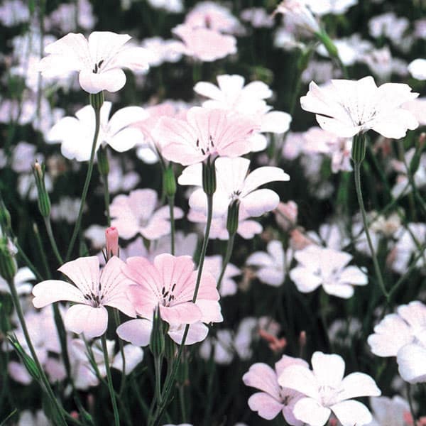 草花の苗 26年10月中下旬予約 アグロステン...の詳細画像3