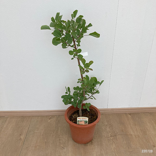 花木 庭木の苗/スモークツリー：ベストピンク7号ポット｜engei｜02