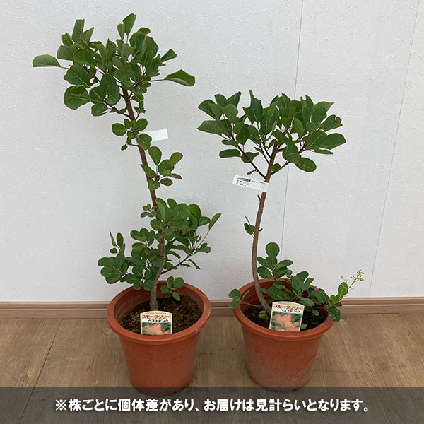 花木 庭木の苗/スモークツリー：ベストピンク7号ポット｜engei｜03