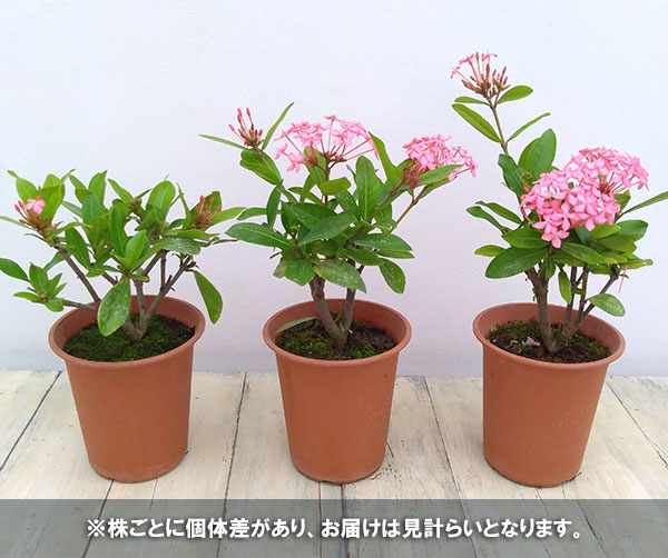 (わけあり特価)サンタンカ チャームピンク4号鉢植えの詳細画像2