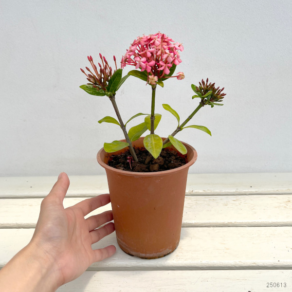 (わけあり特価)サンタンカ チャームピンク4号鉢植えの詳細画像5