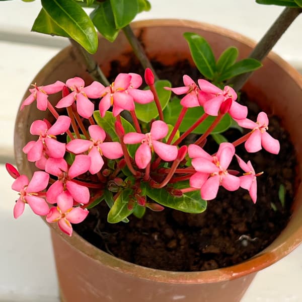 (わけあり特価)サンタンカ チャームピンク4号鉢植えの詳細画像1