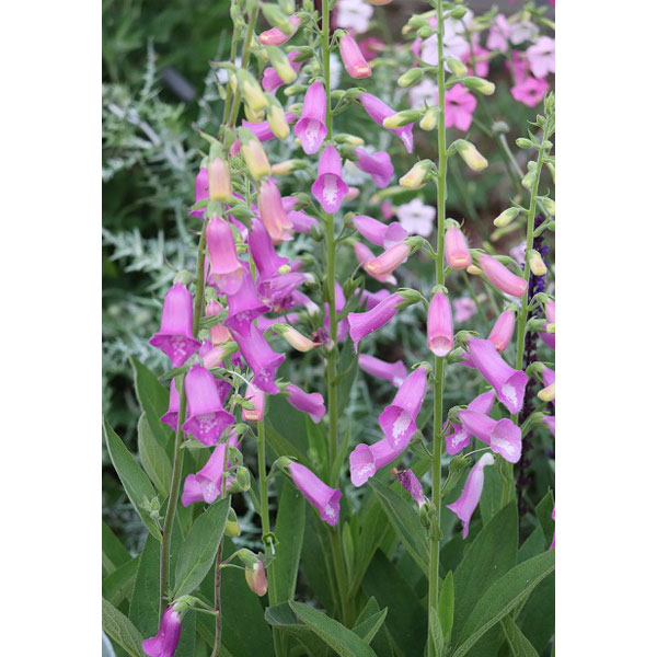 草花の苗 ジギタリス タプシー3.5号ポット*の詳細画像3