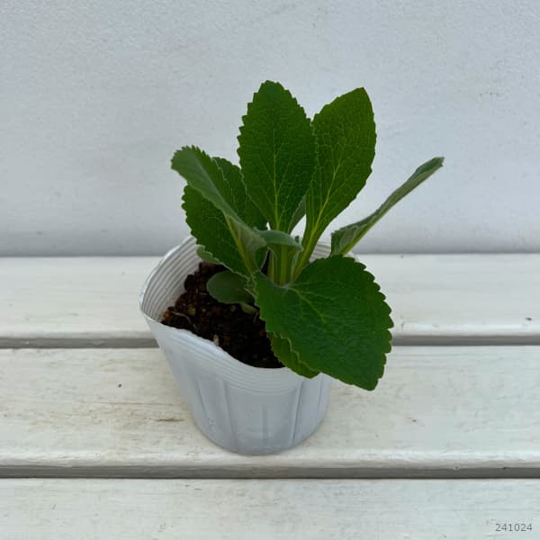 草花の苗 ジギタリス タプシー3.5号ポット*の詳細画像1