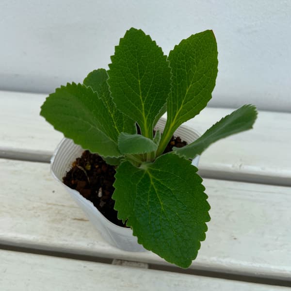 草花の苗 ジギタリス タプシー3.5号ポット*の詳細画像2