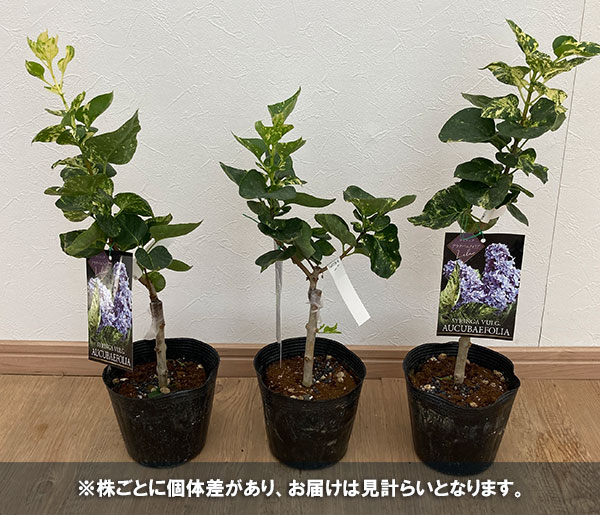 花木 庭木の苗/ライラック：斑入りアウクバエフォリア4.5〜5号ポット｜engei｜05