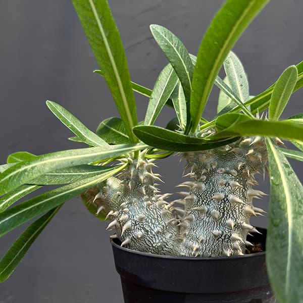 観葉植物 パキポディウム 恵比寿大黒 (国内実...の詳細画像2