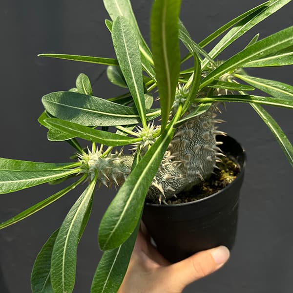 観葉植物/パキポディウム：恵比寿大黒 （国内実生株） 3.5号