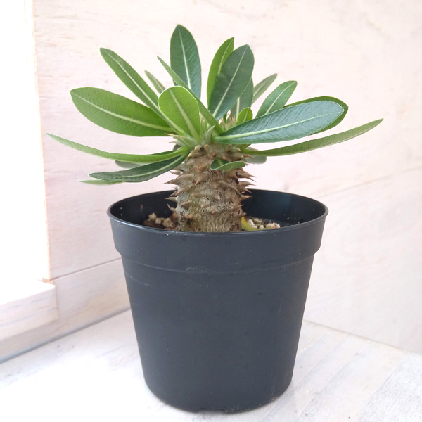 観葉植物/パキポディウム：恵比寿大黒 （国内実生株） 3.5号