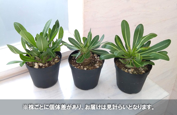 観葉植物 棚卸セール パキポディウム 恵比寿大黒 （国内実生株） 3.5号