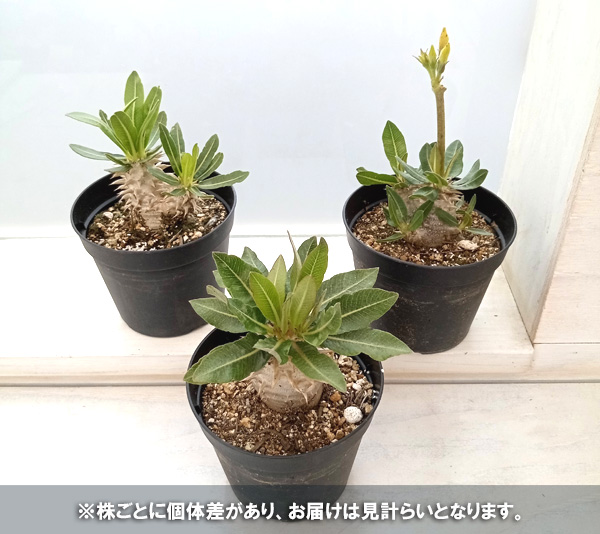 観葉植物 パキポディウム 恵比寿大黒 (国内実...の詳細画像5