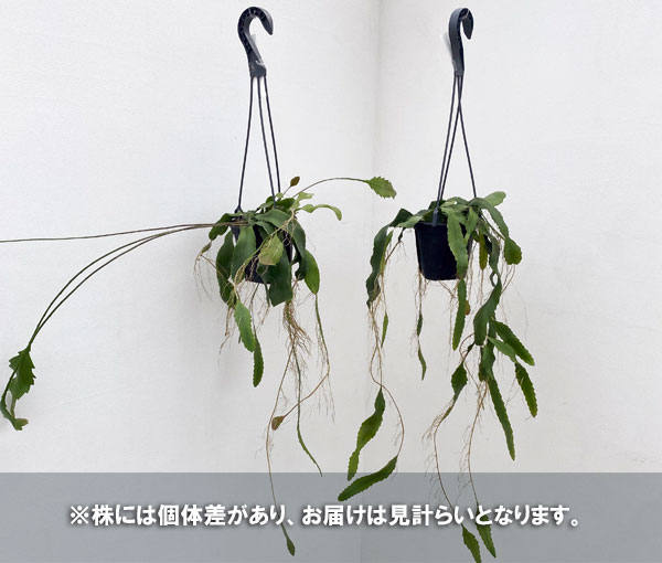 観葉植物/レピスミウム：ホーレティアナム　4号吊り鉢｜engei｜04