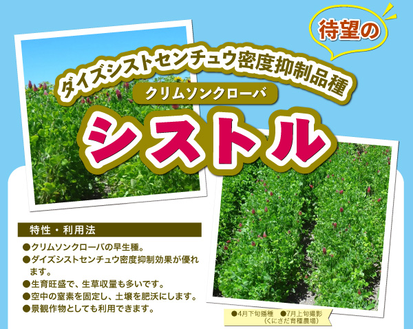 クリムソンクローバ シストル の種500g タネ 秋まき・春まき |  | 01