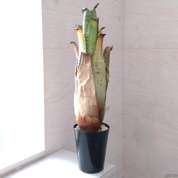 観葉植物/ホヘンベルギア：サンドランズマウンテン　5号22-01 