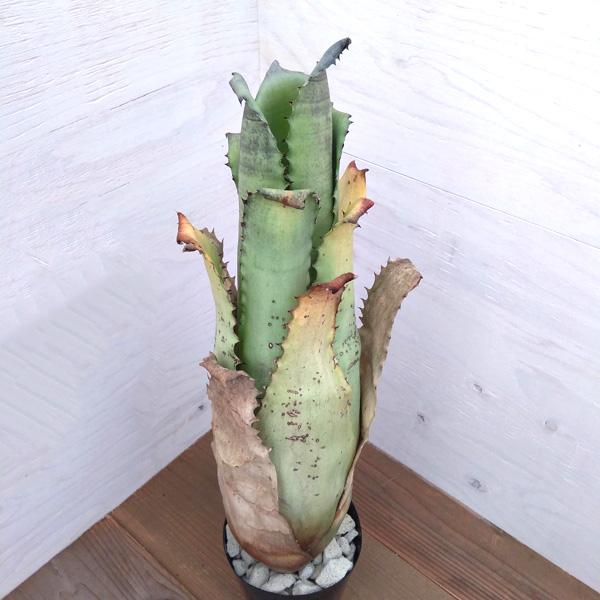 観葉植物/ホヘンベルギア:サンドランズマウンテン 5号22-01 観葉植物 観葉植物/ホヘンベルギア:サンドランズマウンテン 5号22-01 観葉植物