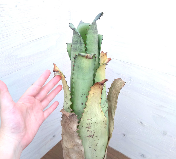 観葉植物/ホヘンベルギア：サンドランズマウンテン　5号22-01 