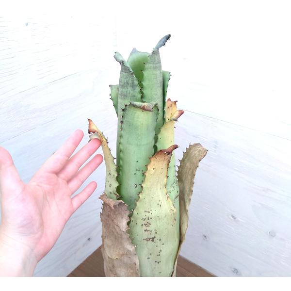 観葉植物/ホヘンベルギア:サンドランズマウンテン 5号22-01 観葉植物 観葉植物/ホヘンベルギア:サンドランズマウンテン 5号22-01 観葉植物