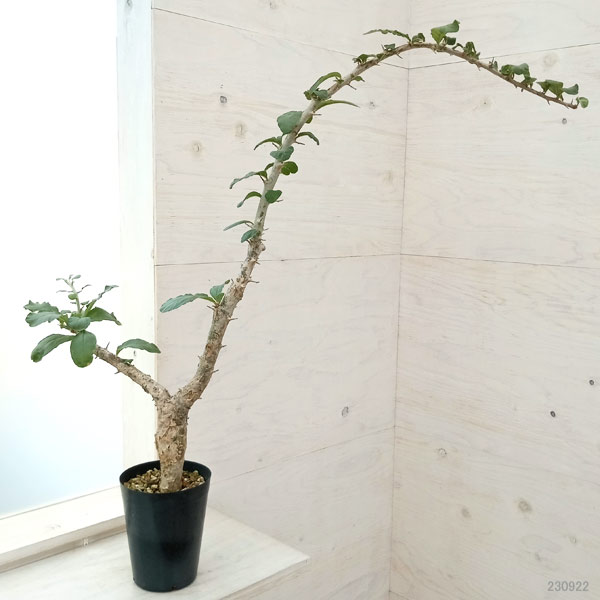 ブッセ（観葉植物）の商品一覧 | 花、ガーデニング 通販 - Yahoo