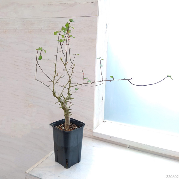 □入手困難 希少 現地球 コミフォラ 1 □入手困難 希少 現地球