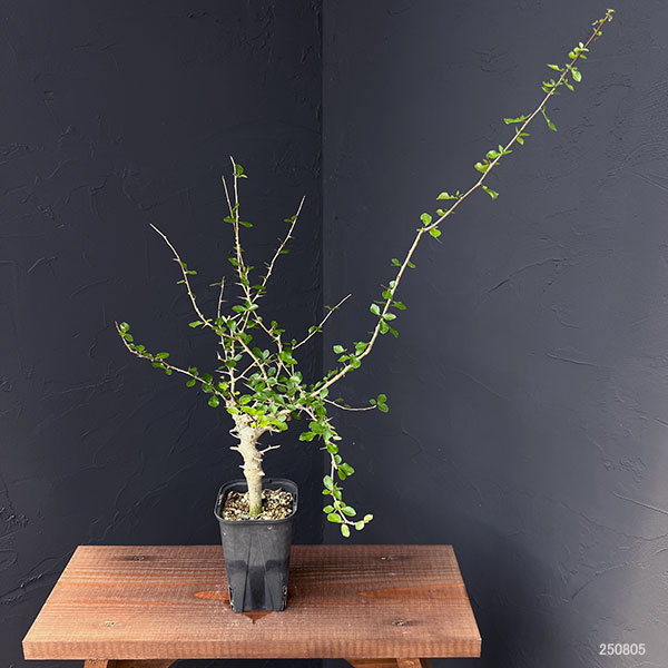 観葉植物 コミフォラ シンプリキフォリア 3....の詳細画像2