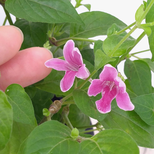 アシスタシア・ローズ４号鉢植え |  | 03