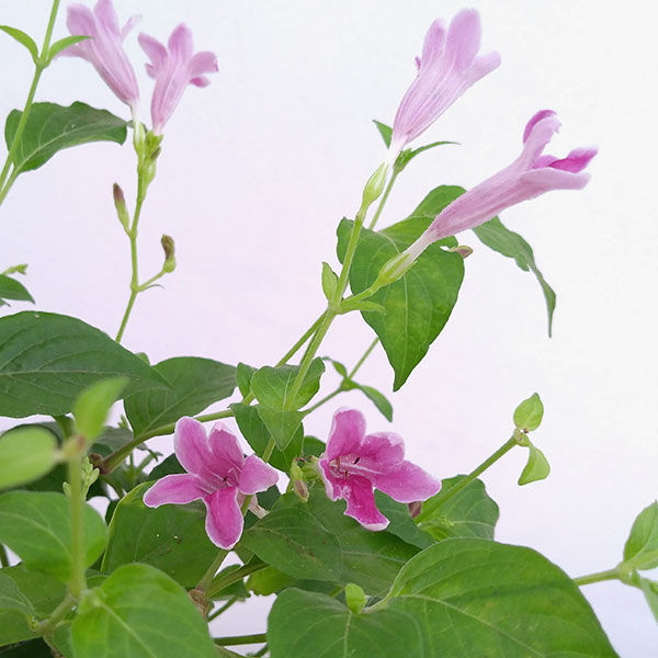 アシスタシア・ローズ４号鉢植え |  | 04