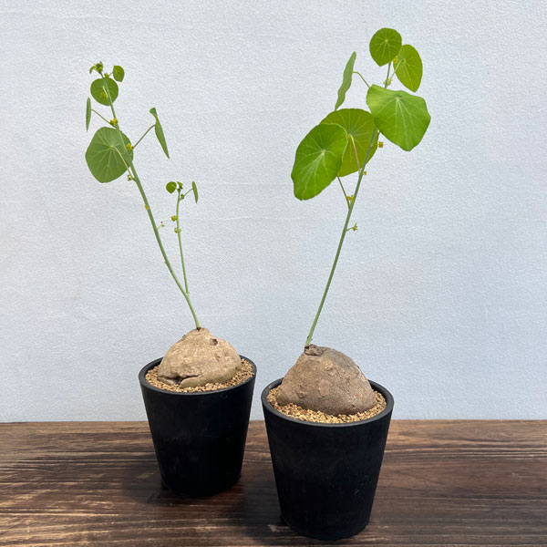 ステファニア 植物（花、ガーデニング）のおすすめ人気商品一覧 通販