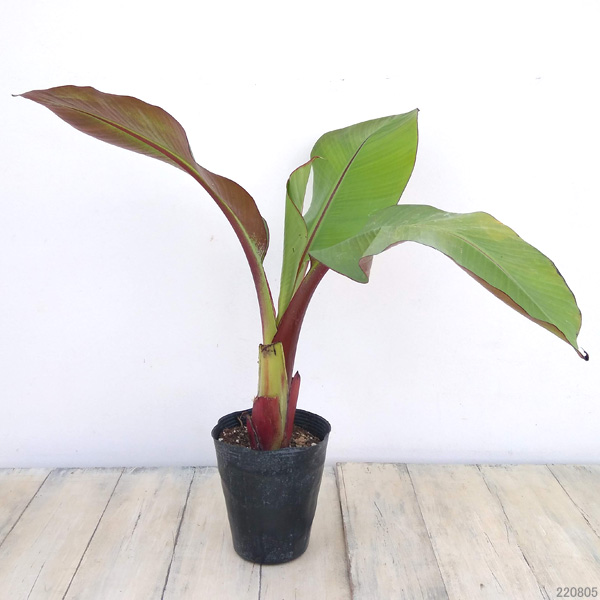 草花の苗 アビシニアバショウ(エンセテ) マウ...の詳細画像1