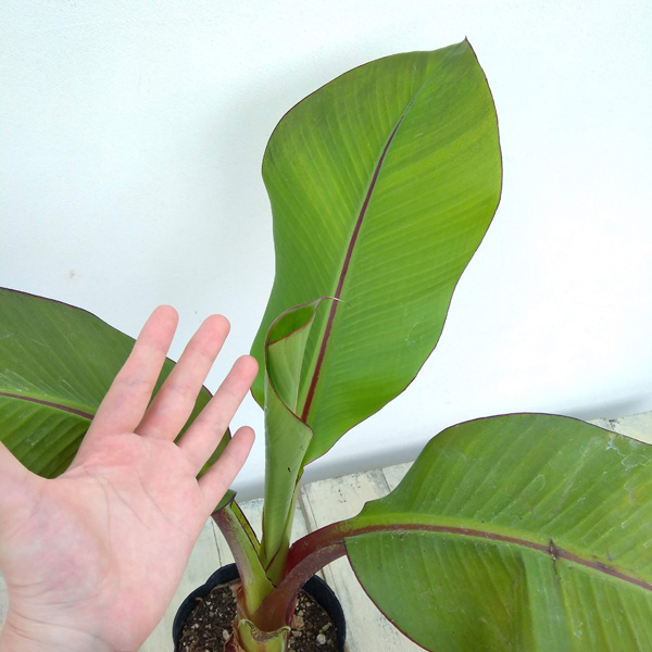 草花の苗 アビシニアバショウ(エンセテ) マウ...の詳細画像3