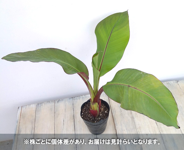 草花の苗 アビシニアバショウ(エンセテ) マウ...の詳細画像4