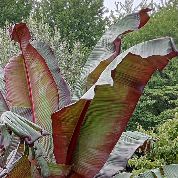 草花の苗 アビシニアバショウ(エンセテ) マウ...の詳細画像5