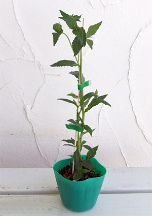 山野草の苗 ホタルブクロ 白花二重3号ポットの詳細画像3