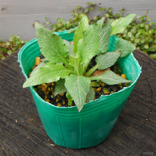 山野草の苗 ホタルブクロ 白花二重3号ポットの詳細画像2