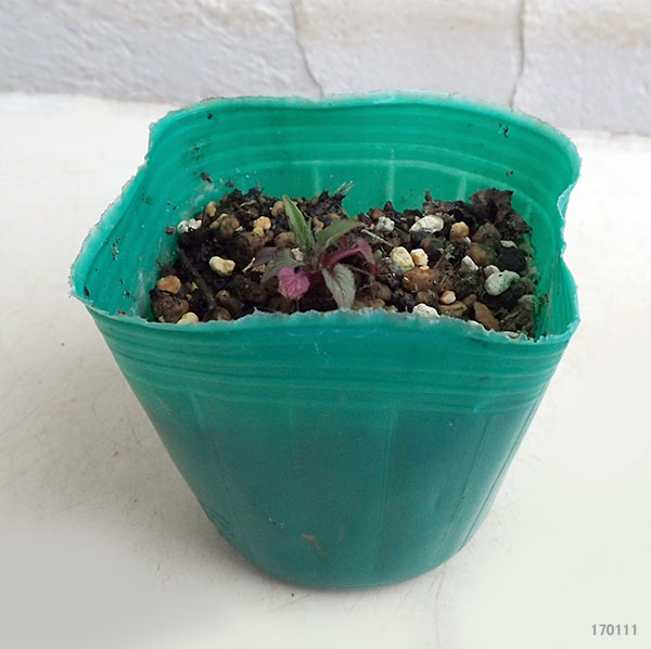 山野草の苗 ホタルブクロ 白花二重3号ポットの詳細画像1