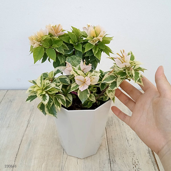 ブーゲンビリア 苗のおすすめ人気商品一覧 通販 - Yahoo!ショッピング