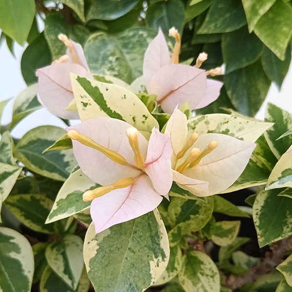 ブーゲンビリア（花の苗）｜苗 | 花、ガーデニング のおすすめ人気商品